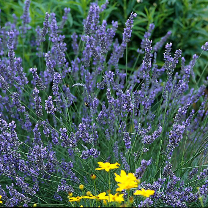 Fat-Spiked Lavender (Lavandula x intermedia 'Grosso')