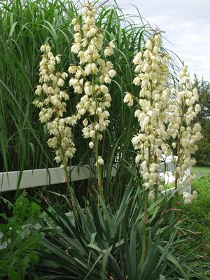 Adam's Needle (Yucca filamentosa) perennial