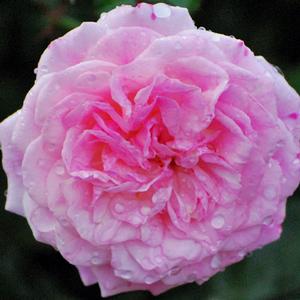 Sweet Drift®Rose