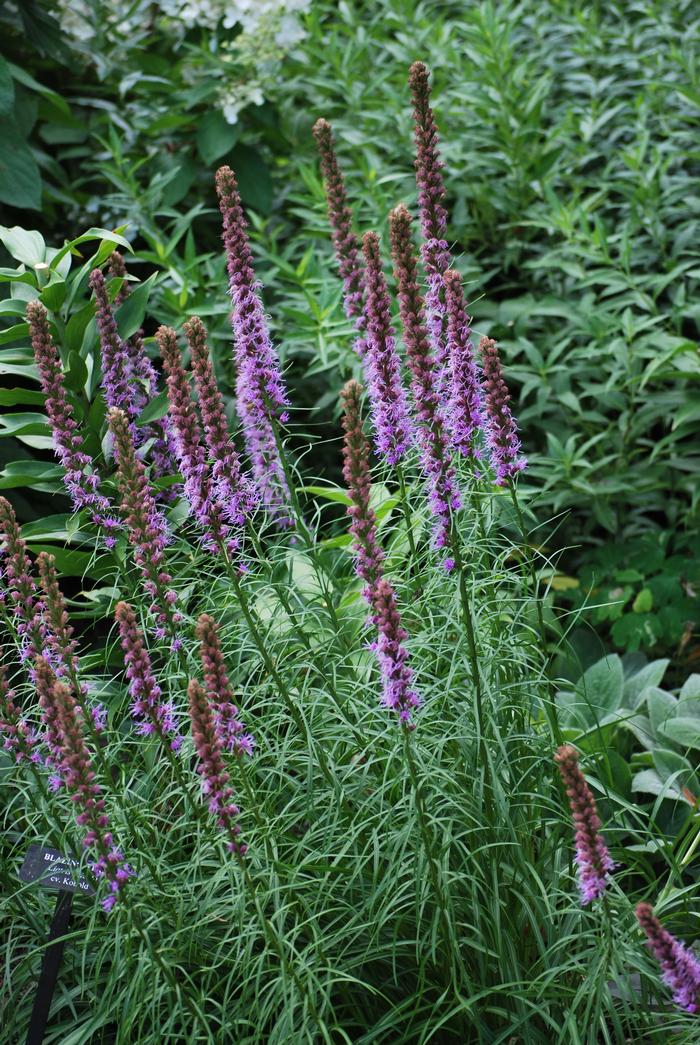 Purple Gay Feather (Liatris spicata 'Kobold')