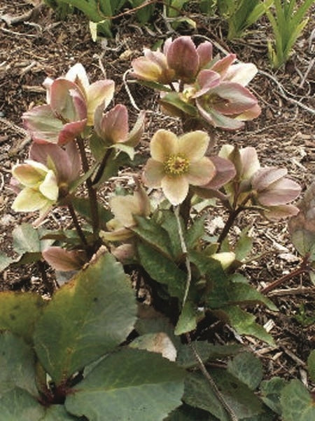 Helleborus x 'Ivory Prince' (Lenten Rose)