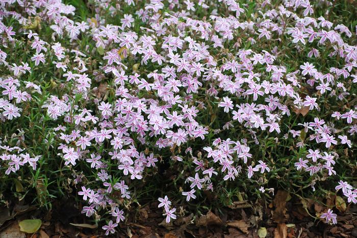 Phlox subulata 'Candy Stripes' (Moss Pinks)