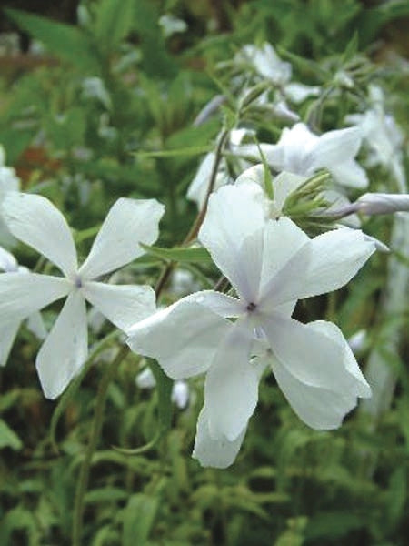 Phlox divaricata 'May Breeze' (Woodland Phlox)