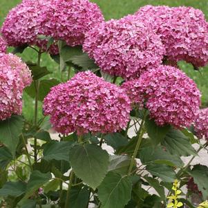 Dwarf Smooth Hydrangea (Hydrangea absorescens Invincibelle Mini Mauvette®), pink flowers