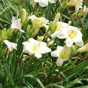 Hemerocallis 'Joan Senior' (Daylily)