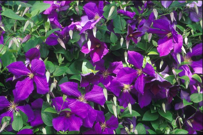 Clematis 'Jackmanii' (Hybrid Clematis)