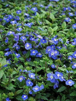 Veronica umbrosa 'Georgia Blue' (Speedwell)