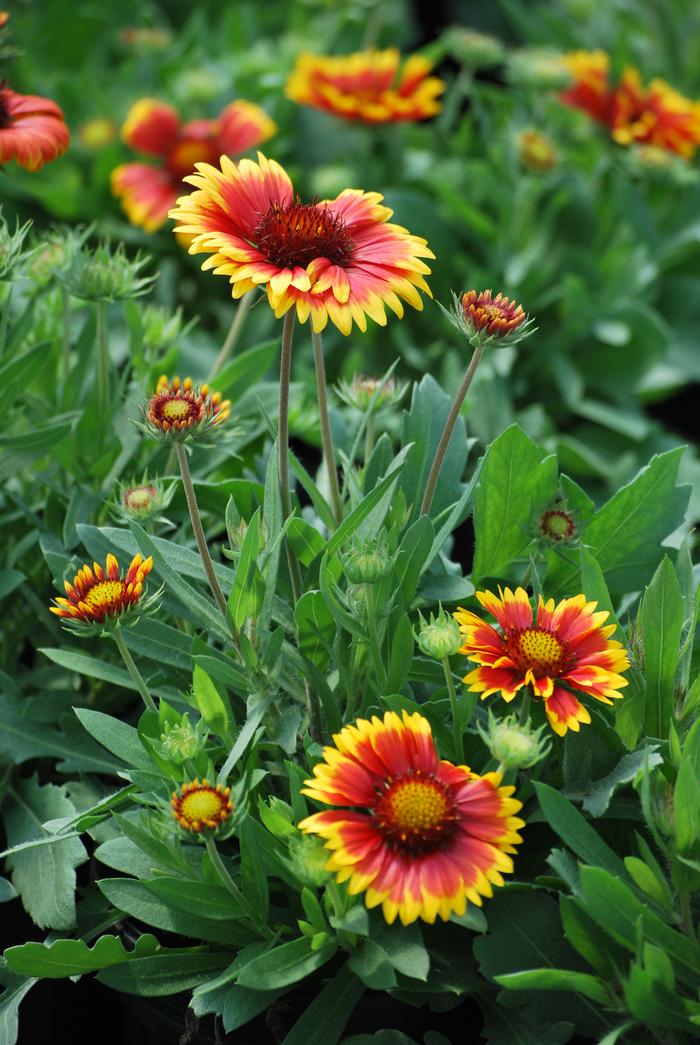 Gaillardia x grandiflora 'Arizona Sun' (Blanket Flower)