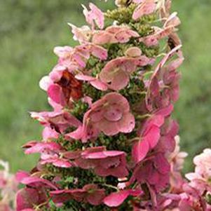 Hydrangea quercifolia 'Ruby Slippers' (Oakleaf Hydrangea)