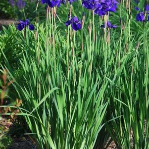 Iris sibirica 'Caesar's Brother' (Siberian Iris)