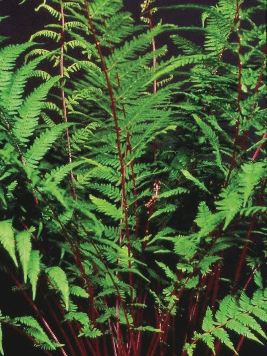 Red-stemmed Lady Fern (Athyrium filix-femina 'Lady in Red')