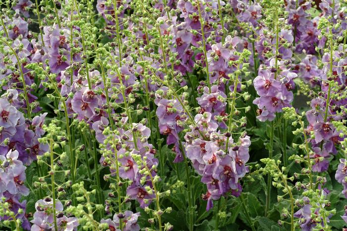 Verbascum x 'Plum Smokey' (Mullein)