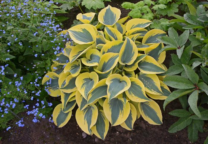 Hosta x Shadowland® 'Autumn Frost' (Plantain Lily)