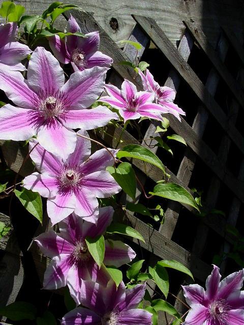 Clematis hybrid 'Nelly Moser' (Hybrid Clematis)