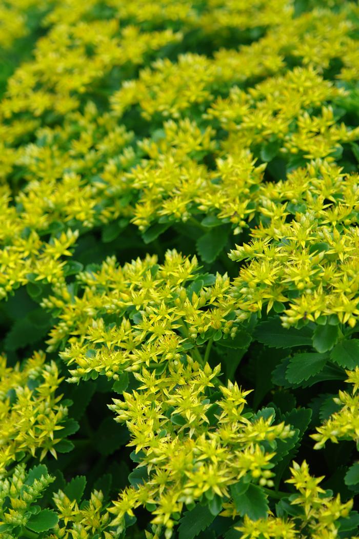 Sedum floriferum 'Weihenstephaner Gold' (Stonecrop)