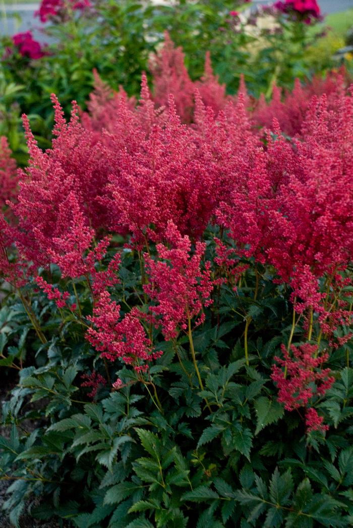 Astilbe japonica 'Montgomery' (False Spirea) perennial, red flower