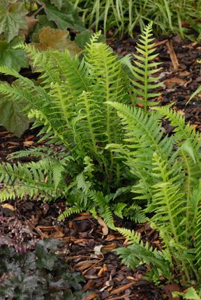 Japanese Beech Fern (Thelypteris decursive-pinnata)