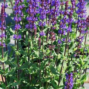 Salvia nemorosa 'Caramia' (Meadow Sage)