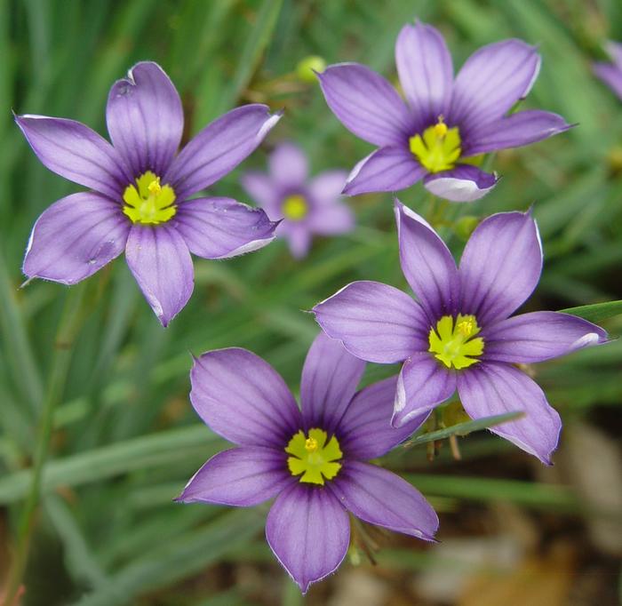 Blue-Eyed Grass (Sisyrinchium angustifolium 'Lucerne'), purple flowers