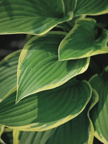 Hosta fortunei 'Aureomarginata' (Plantain Lily)