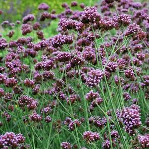 Tall Verbena (Verbena bonariensis)