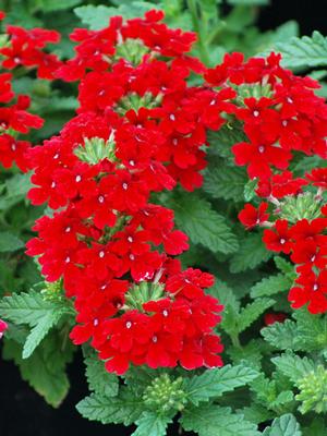 Verbena EnduraScape™ Red (Vervain)