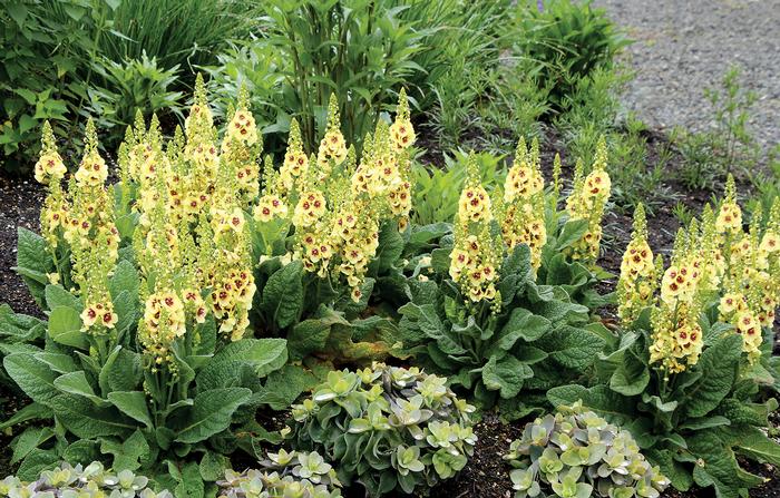 Verbascum x 'Dark Eyes' (Mullein)