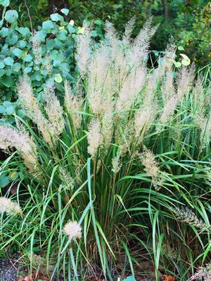 Korean Feather Reed Grass (Calamagrostis brachytricha)