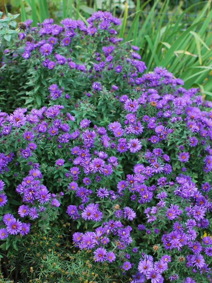 Aster novae-angliae 'Purple Dome' (New England Aster) perennial, purple flowers