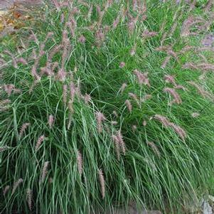 Oriental Pink Fountain Grass (Pennisetum orientale 'Karley Rose')