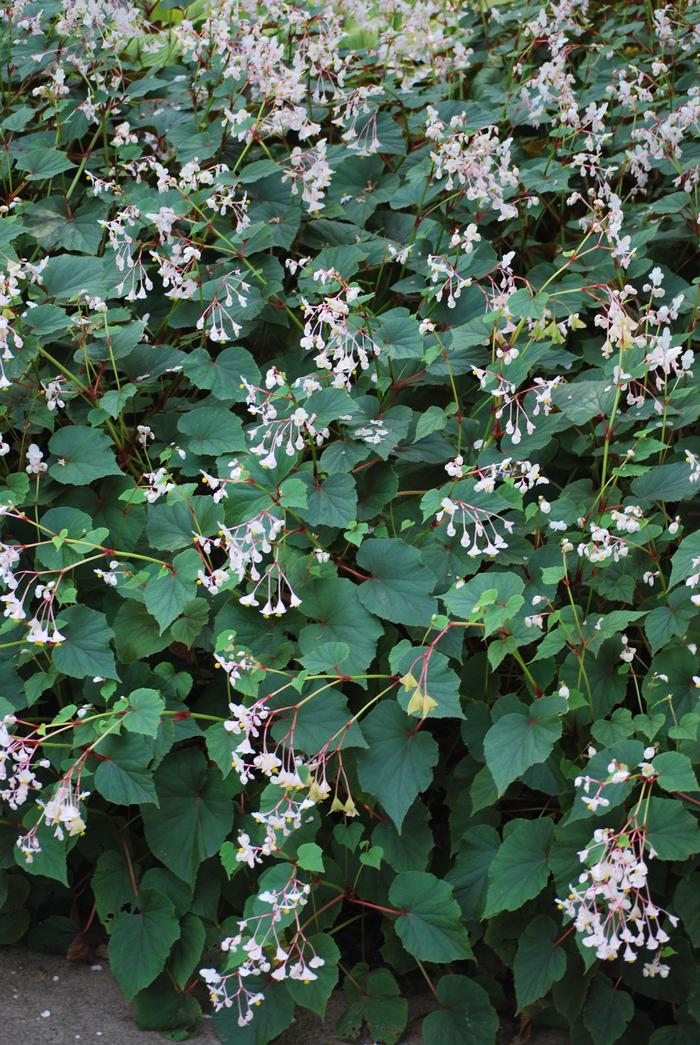 Begonia grandis 'Alba' (Hardy Begonia), white flowers