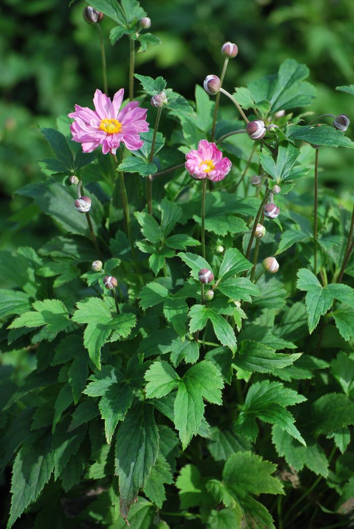 Anemone x hybrida Fantasy™'Pocahontas' (Windflower) perennial