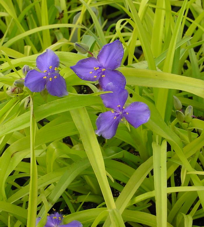 Tradescantia andersoniana 'Sweet Kate' (Spiderwort)