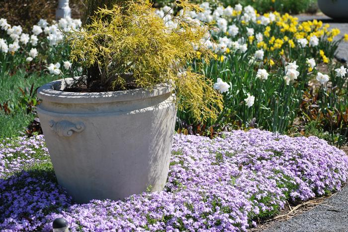 Phlox subulata 'Emerald Blue' (Moss Pinks)