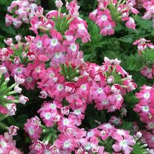 Verbena EnduraScape™Pink Fizz (Vervain)