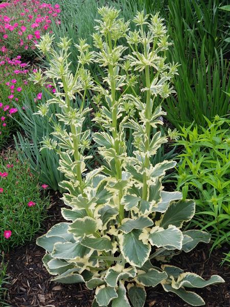 Variegated Sea Holly (Eryngium planum 'Jade Frost')