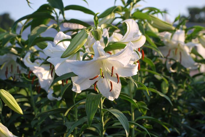 Lilium (Oriental) 'Casa Blanca' (Oriental Hardy Lily)