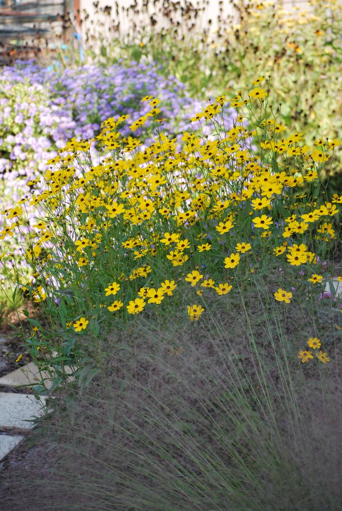 Swamp Tickseed (Coreopsis palustris 'Summer Sunshine')