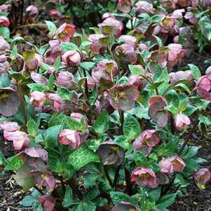 Helleborus x Frostkiss® Penny's Pink (Lenten Rose)