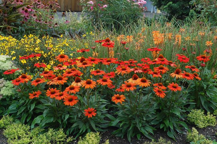 Echinacea Kismet® Intense Orange (Coneflower), orange flowers