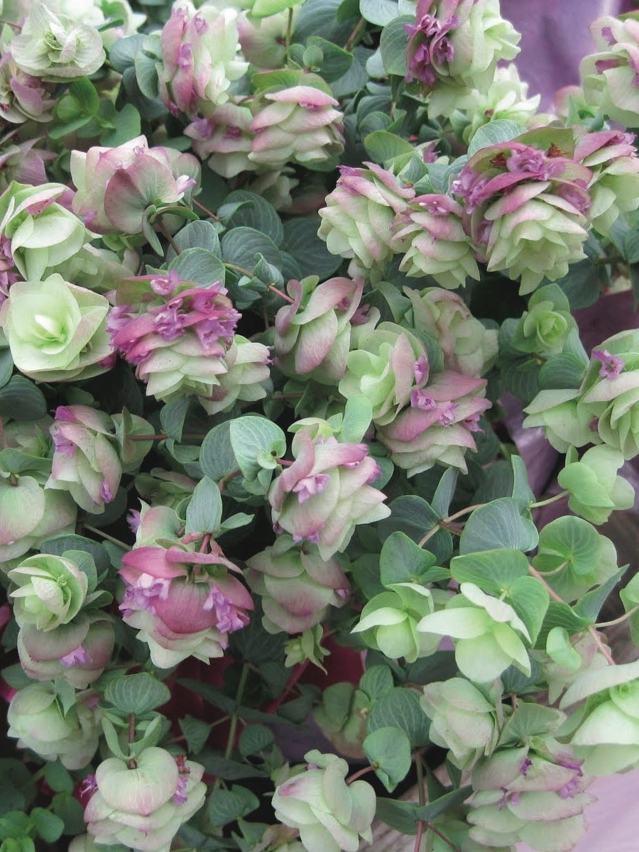 Ornamental Oregano (Origanum rotundifolium 'Kent Beauty')