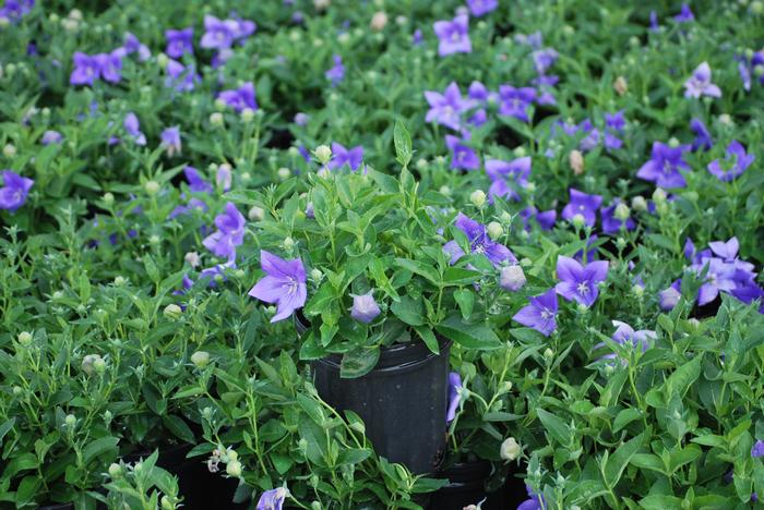 Platycodon grandiflorus 'Astra Blue' (Balloon Flower)