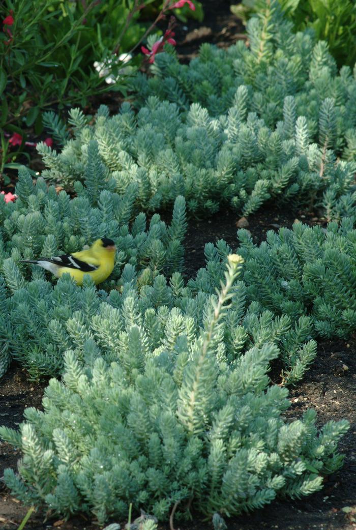 Sedum reflexum 'Blue Spruce' (Stonecrop)