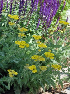 Achillea x 'Moonshine' (Yarrow) perennial