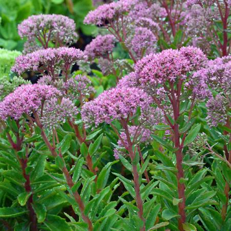 Sedum x 'Abbeydore' (Autumn Stonecrop)