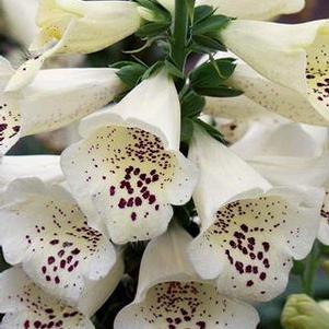 Digitalis purpurea 'Candy Mountain White' (Foxglove)