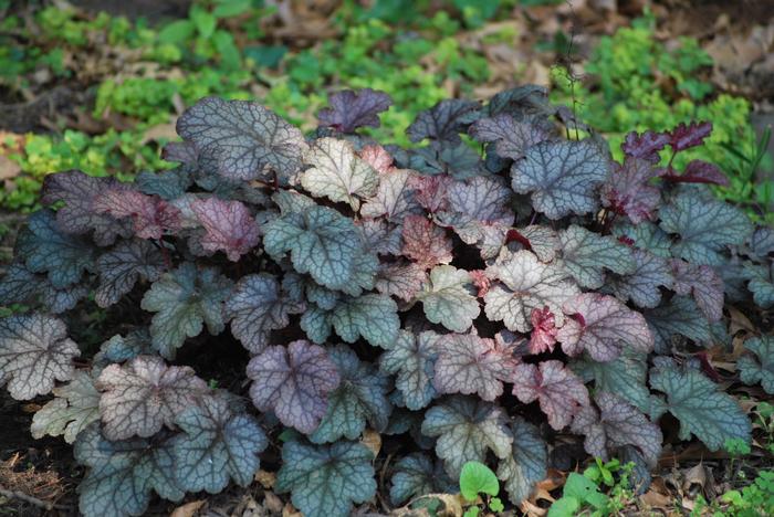 Heuchera x 'Silver Scrolls' (Coral Bells)