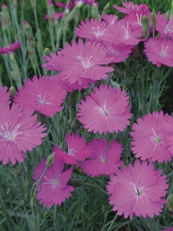 Dianthus gratianopolitanus 'Firewitch' (Garden Pinks), pink flowers