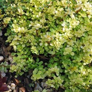 Sedum makinoi 'Ogon' (Stonecrop)