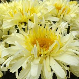 Leucanthemum x superbum Realflor® 'Real Charmer' (Shasta Daisy)